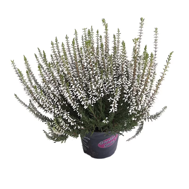 Calluna extra