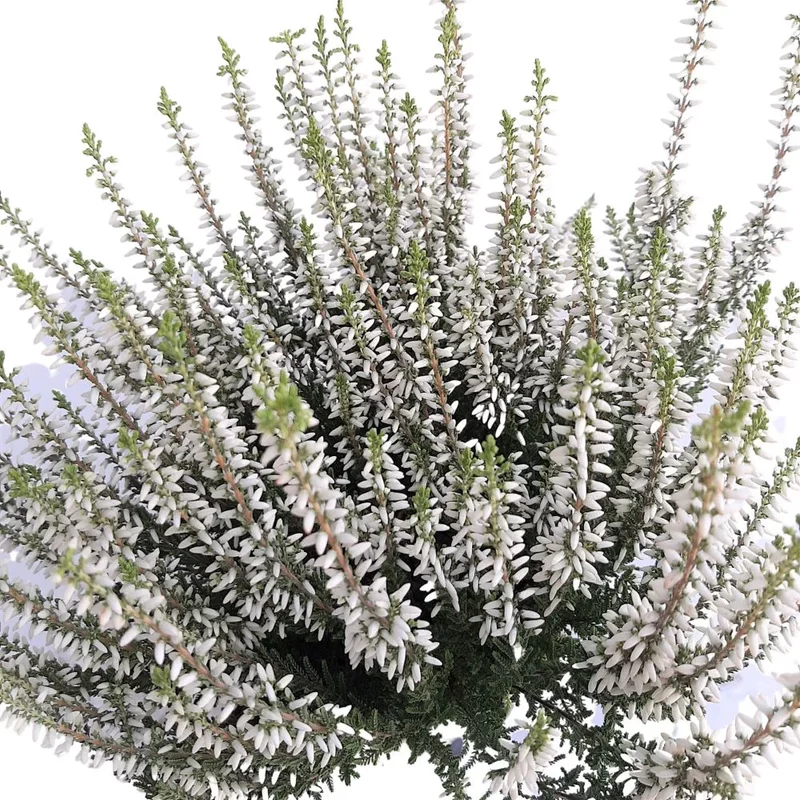 Calluna extra