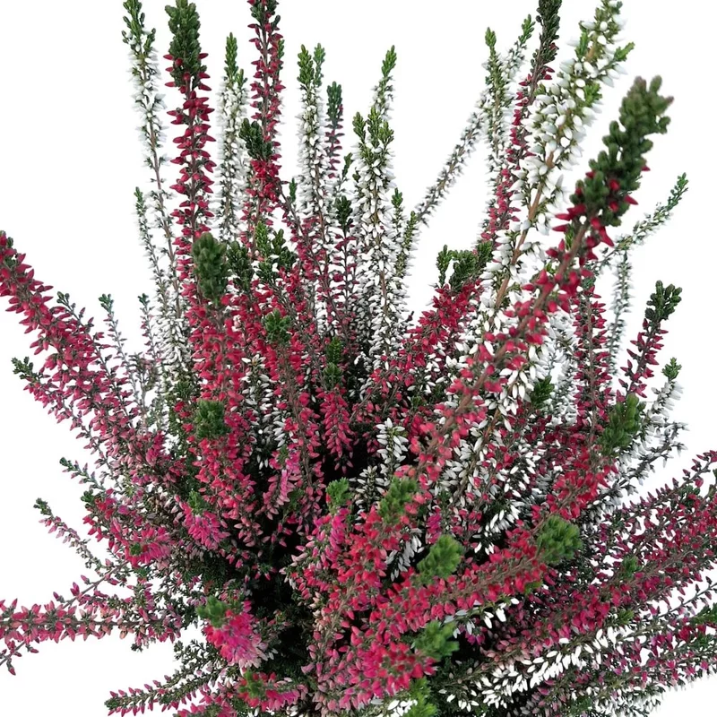 Calluna extra